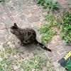 Bellissimo gattino tartarugato in strada a Milano  0