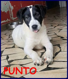 Adozione Gratuita PUNTO cucciolo 4 mesi trovato per strada Cane meticcio Maschio