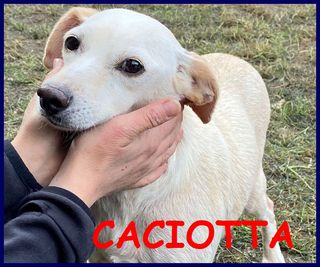 Adozione CACIOTTA 2 anni 10 kg recuperata con tutti i suoi  Cane meticcia Femmina