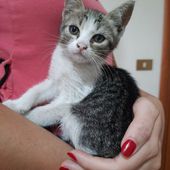 Mina, cucciolo gatto femmina, 3 mesi
