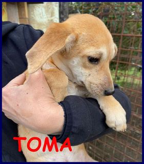 Annuncio TOMA cucciola recuperata per strada Cane meticcina Femmina