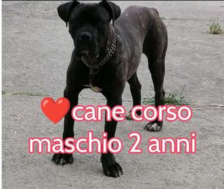 Come adottare SAMUEL CANE CORSO 2 ANNI Cane cane corso Maschio