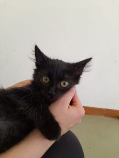Annuncio Coccoloso gattino nero  Gatto europeo  Maschio