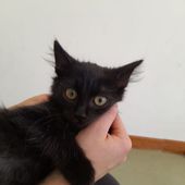 Coccoloso gattino nero 