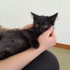 Coccoloso gattino nero   0