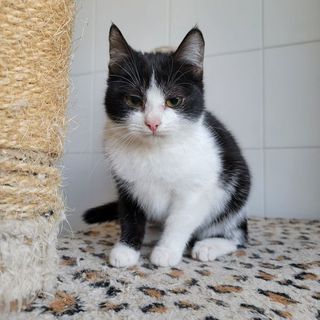 Adozioni Meravigliosa gattina bianco e nera  Gatto europea Femmina