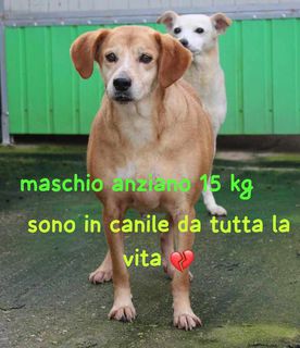 Adozioni BROWN MASCHIO ANZIANO 15 KG Cane meticcio Maschio