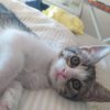 Mina, femmina, 5 mesi, cucciolo gatto  0