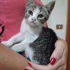 Mina, femmina, 5 mesi, cucciolo gatto  0