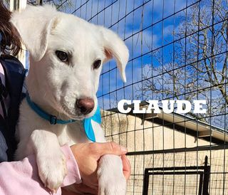 Come adottare Claude cucciolo bianco Cane meticcio Maschio