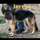 JERRY 2 anni mix 