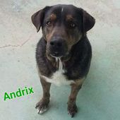 Andrix - giocherellone