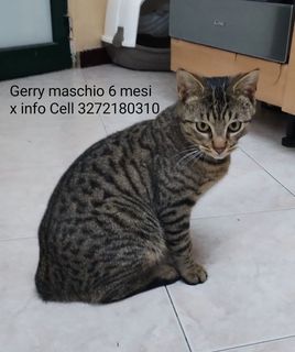 Come adottare micio GERRY 6 mesi Gatto europeo Maschio