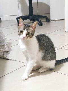 Adozione Gratuita MINA, 6 mesi, cucciolo gatto femmina Gatto europeo Femmina