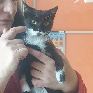 Adotta FERGUS - gattino di 5 mesi Gatto gatto europeo Maschio