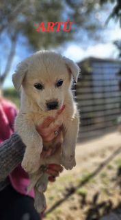 Adozione Gratuita Artu’ bellissimo cucciolo simil labrador Cane simil labrador Maschio