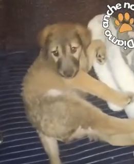 Come adottare Orso… mai visto cucciolo più bello  Cane meticcio  Maschio