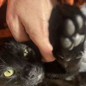 Benny dolcissimo gattino nero 