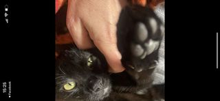 Adozioni Benny dolcissimo gattino nero  Gatto europeo  Maschio
