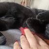 Benny dolcissimo gattino nero   0