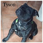 TYSON stafford shire bull terrier 2 anni adozione